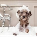 Dog Bathing Supplies